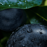 RELX Pod Pro (Autoship) Fruit 18mg ml Blue Gems relx-vape-pod-pro-subscription-relx-canada-official-31879413629067